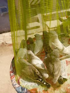 zebra finch