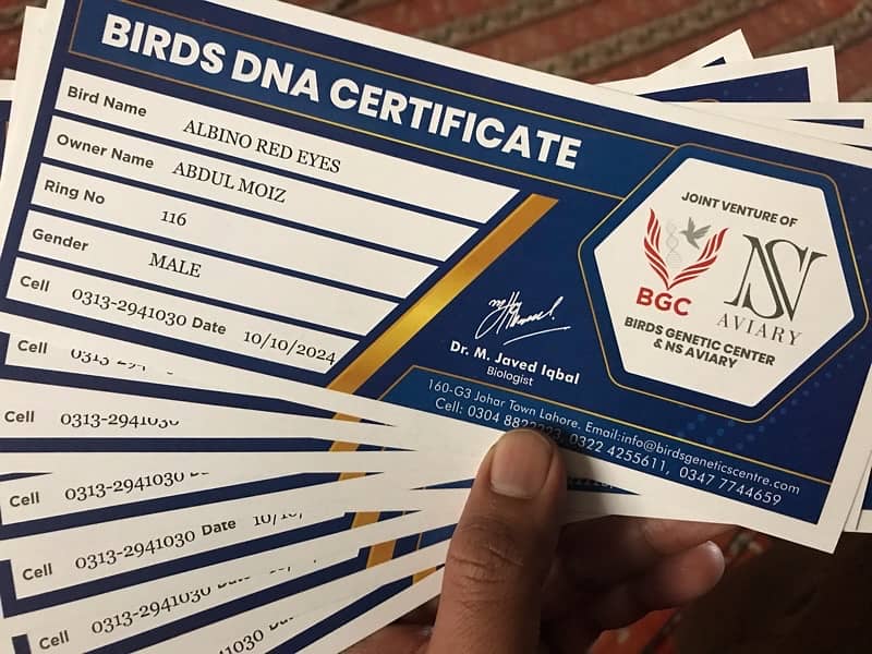 breeder Albino red eyes ring birds with DNA certificate males and pair 1