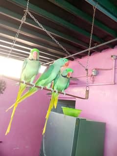 Pahari raw parrot