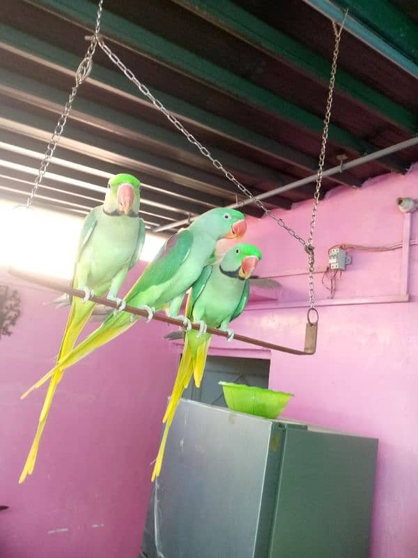 Pahari raw parrot 0