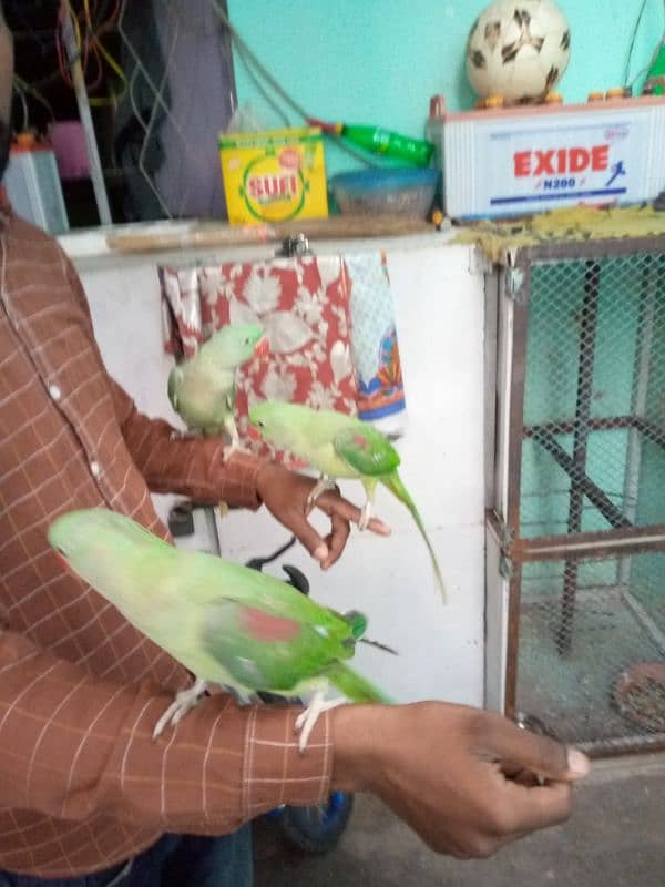 Pahari raw parrot 1