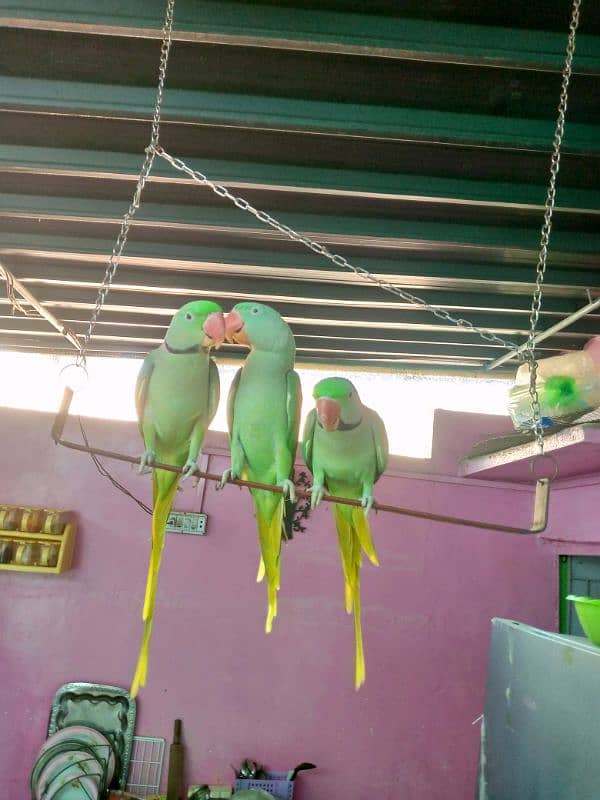 Pahari raw parrot 3