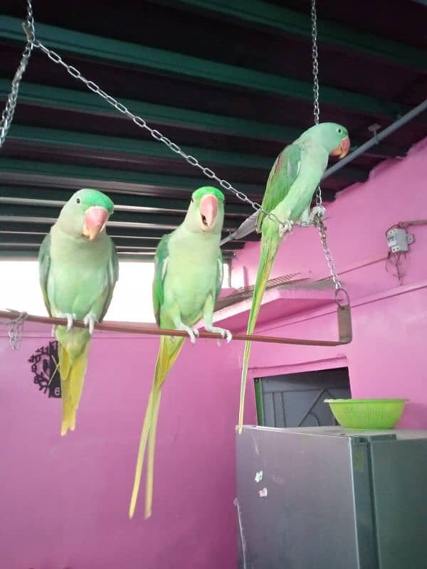 Pahari raw parrot 5