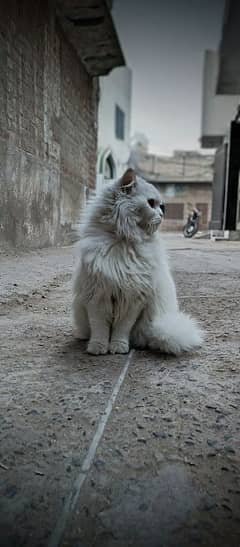 Turkish Angora,Odd eyes,Female cat