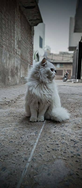 Turkish Angora,Odd eyes,Female cat 0