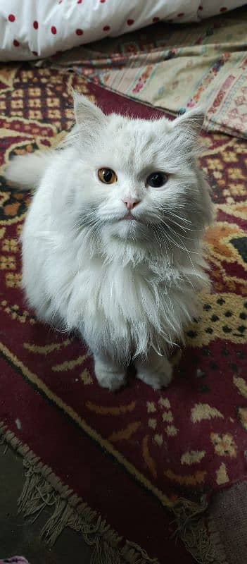 Turkish Angora,Odd eyes,Female cat 2