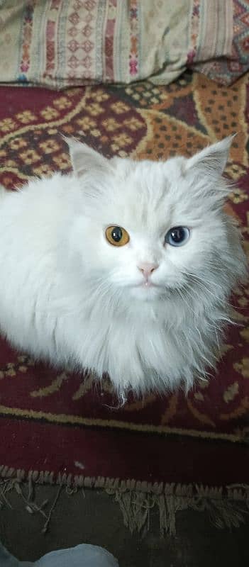 Turkish Angora,Odd eyes,Female cat 3