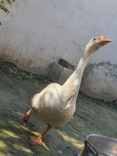 White Long Neck Duck Breeder Pair