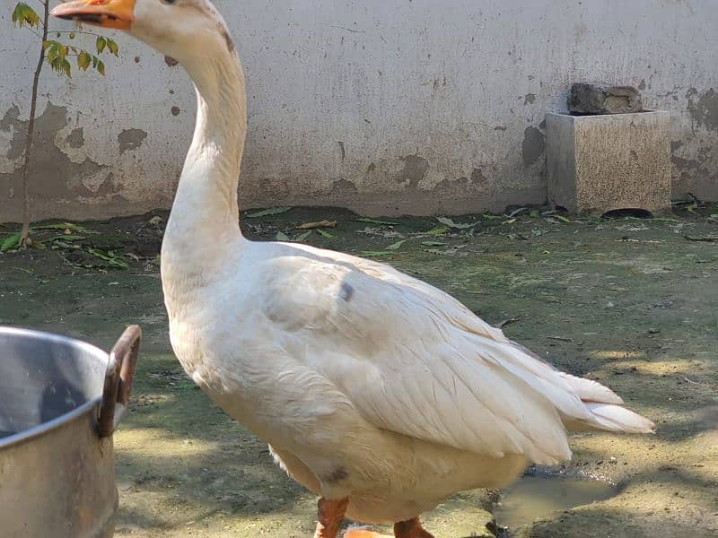 White Long Neck Duck Breeder Pair 1