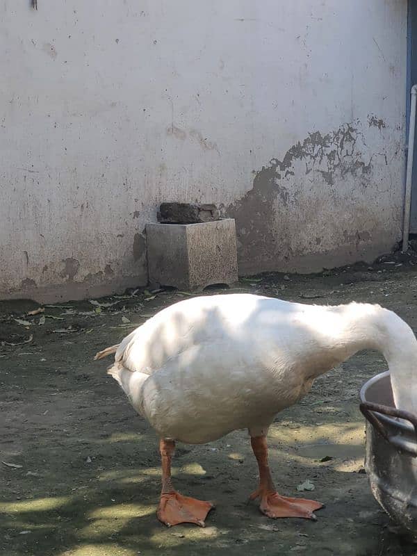 White Long Neck Duck Breeder Pair 2