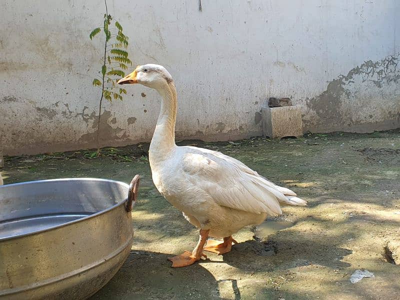 White Long Neck Duck Breeder Pair 3