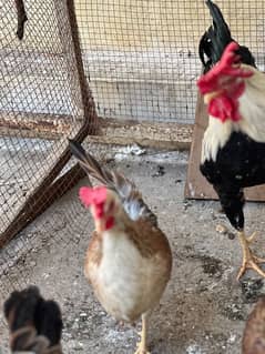 Dandarvi hens trio set (egg laying )