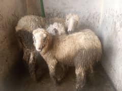 3 mundri female or 1 barbri female for sale