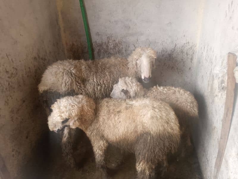 3 mundri female or 1 barbri female for sale 1