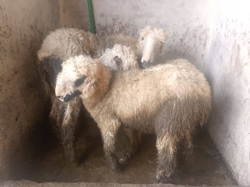 3 mundri female or 1 barbri female for sale 2