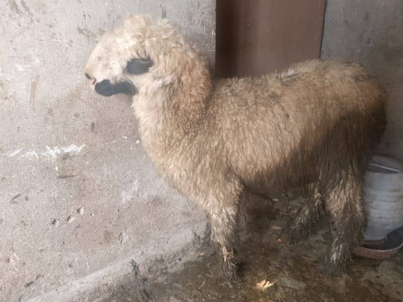 3 mundri female or 1 barbri female for sale 3