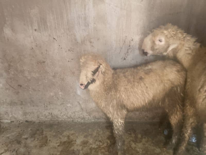 3 mundri female or 1 barbri female for sale 7