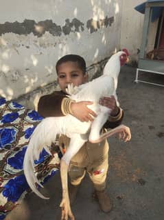 King size German white shamo aseel chicks for sale