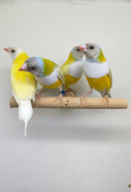 LADY GOULDIAN GOLDIAN FINCHES PAIR 1