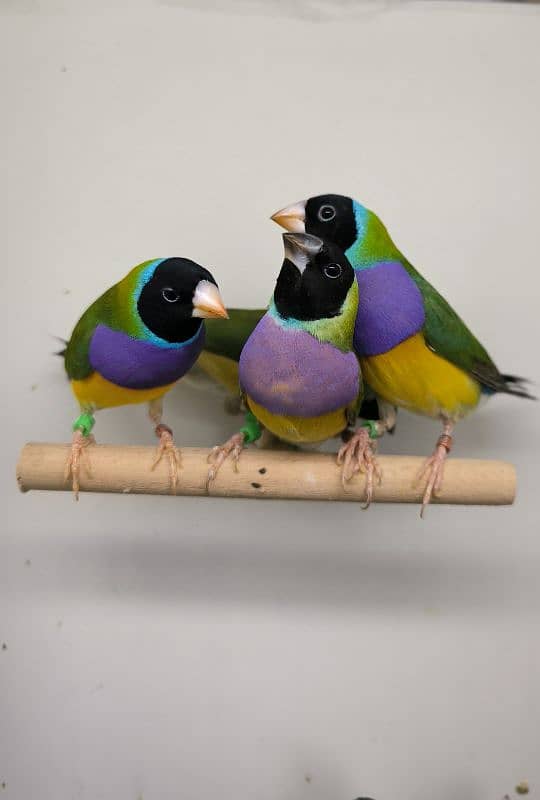 LADY GOULDIAN GOLDIAN FINCHES PAIR 2