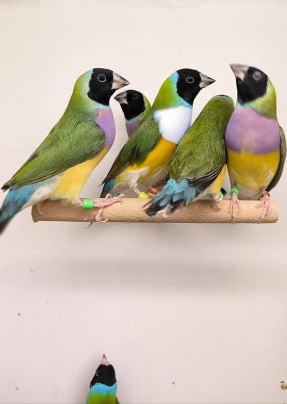 LADY GOULDIAN GOLDIAN FINCHES PAIR 3