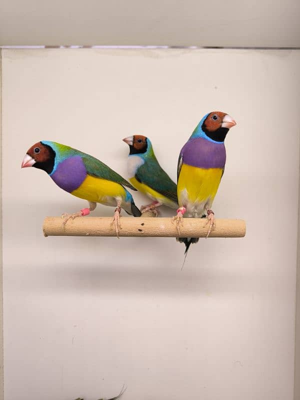 LADY GOULDIAN GOLDIAN FINCHES PAIR 4