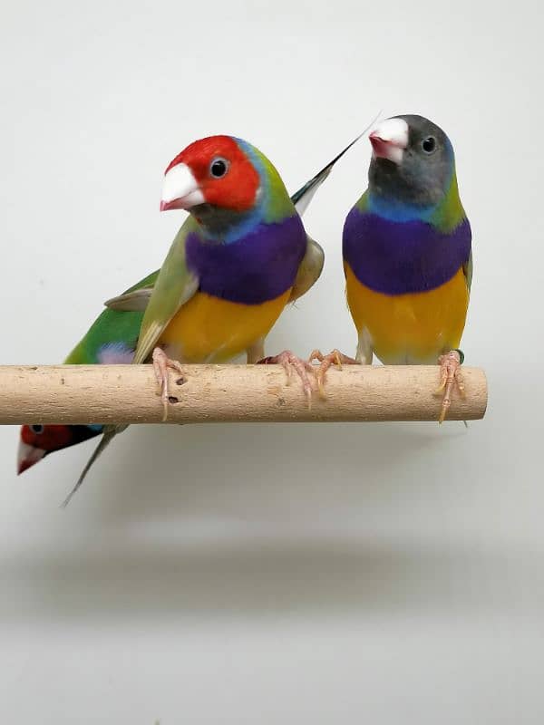 LADY GOULDIAN GOLDIAN FINCHES PAIR 5