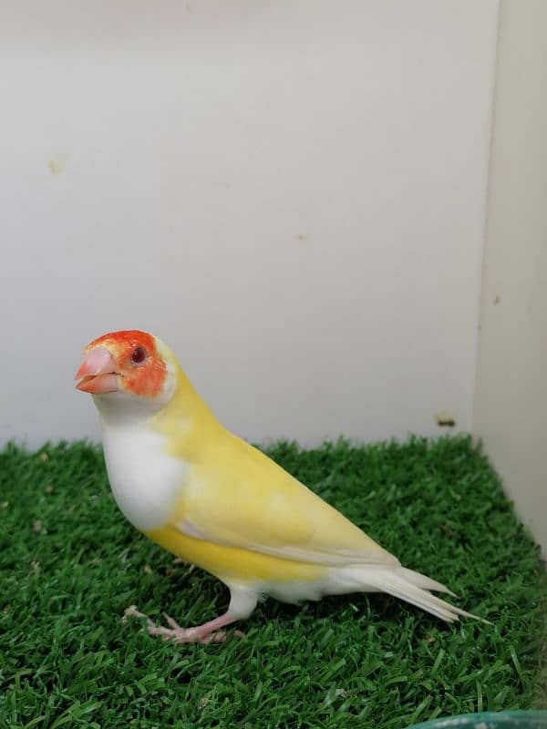 LADY GOULDIAN GOLDIAN FINCHES PAIR 6