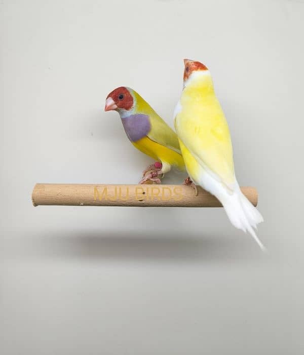 LADY GOULDIAN GOLDIAN FINCHES PAIR 9