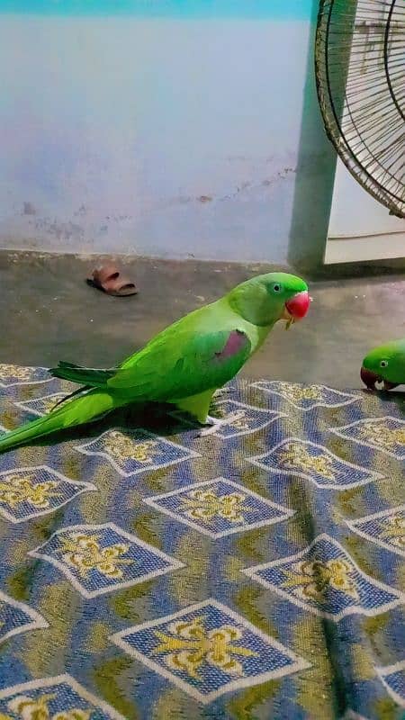 age 5 years breeding pair hai urgent sale 3