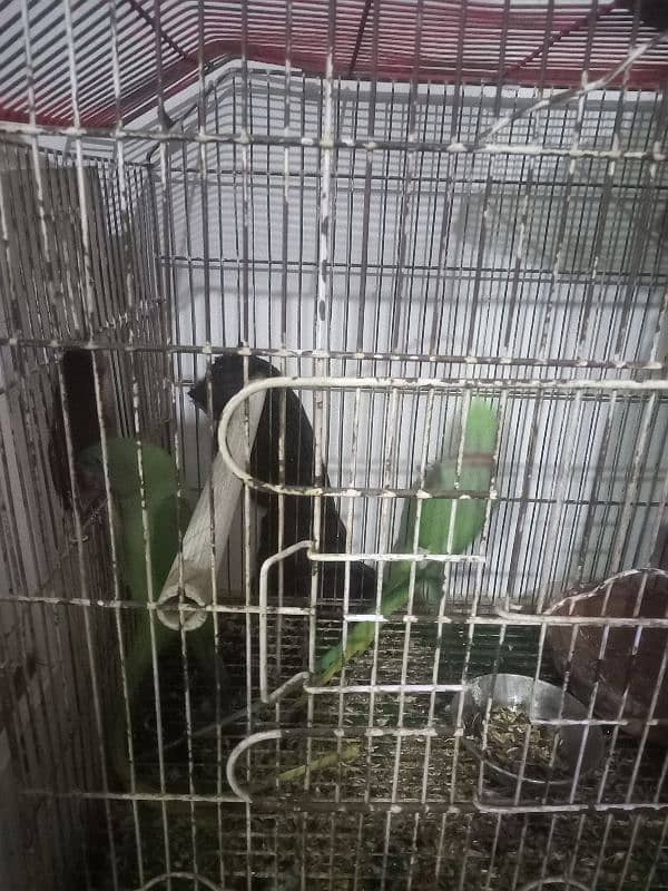 age 5 years breeding pair hai urgent sale 7