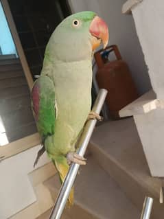 raw parrot for sale age 2 year