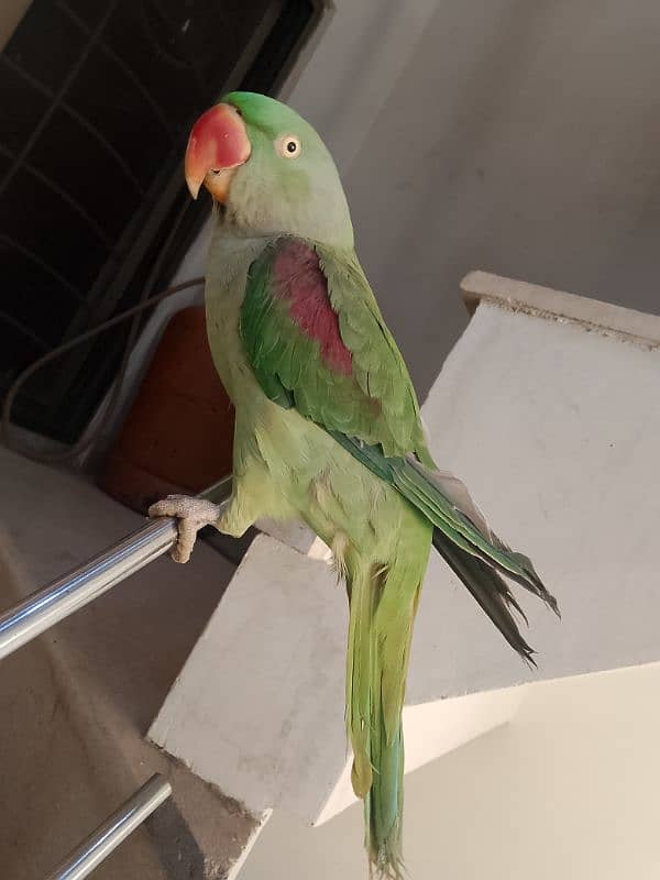 raw parrot for sale age 2 year. talking parrot 1