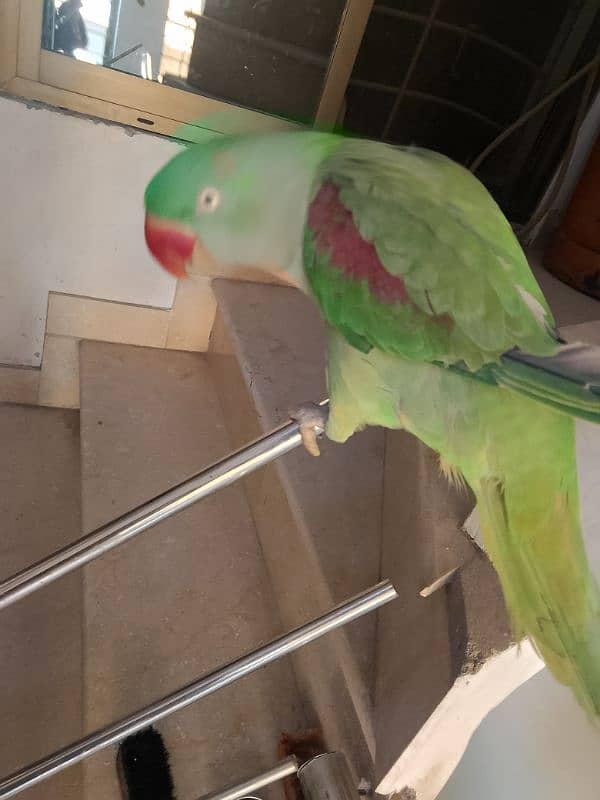 raw parrot for sale age 2 year. talking parrot 2