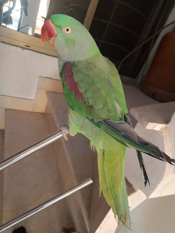 raw parrot for sale age 2 year. talking parrot 3