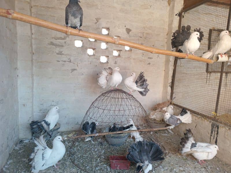 Black and Brown tail pigeons for sale 1