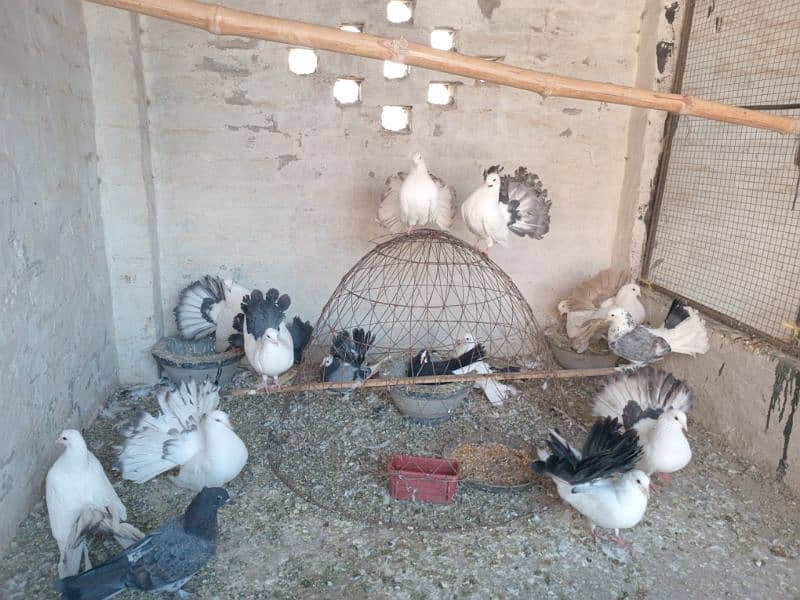 Black and Brown tail pigeons for sale 3