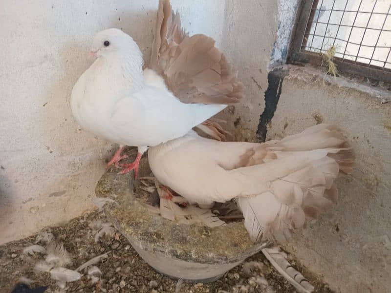 Black and Brown tail pigeons for sale 7