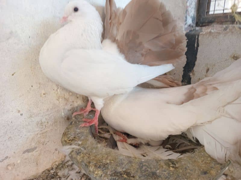 Black and Brown tail pigeons for sale 8