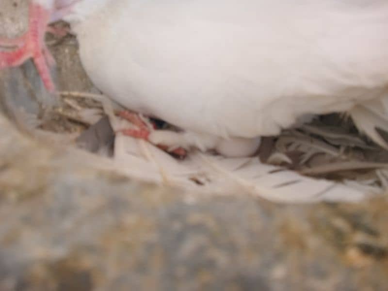 Black and Brown tail pigeons for sale 9