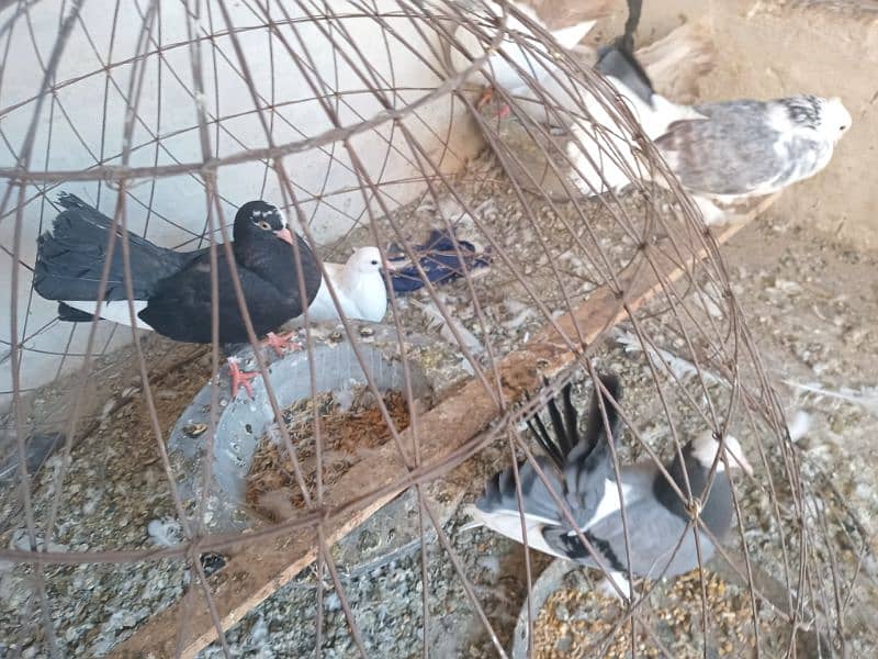 Black and Brown tail pigeons for sale 10