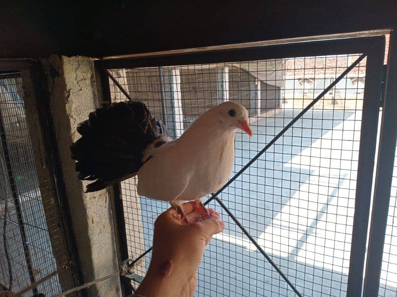 Black and Brown tail pigeons for sale 11