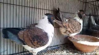 king Modena fancy pigeon Bird