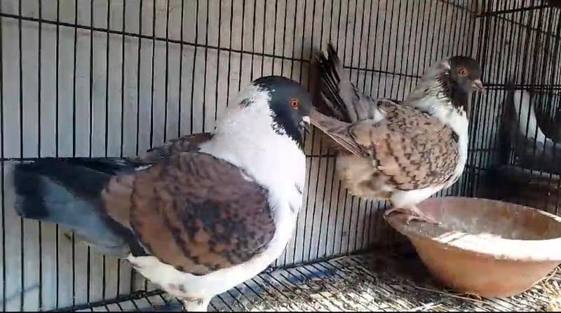 king Modena fancy pigeon Bird 0