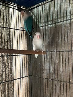 All lover birds Breeder pair