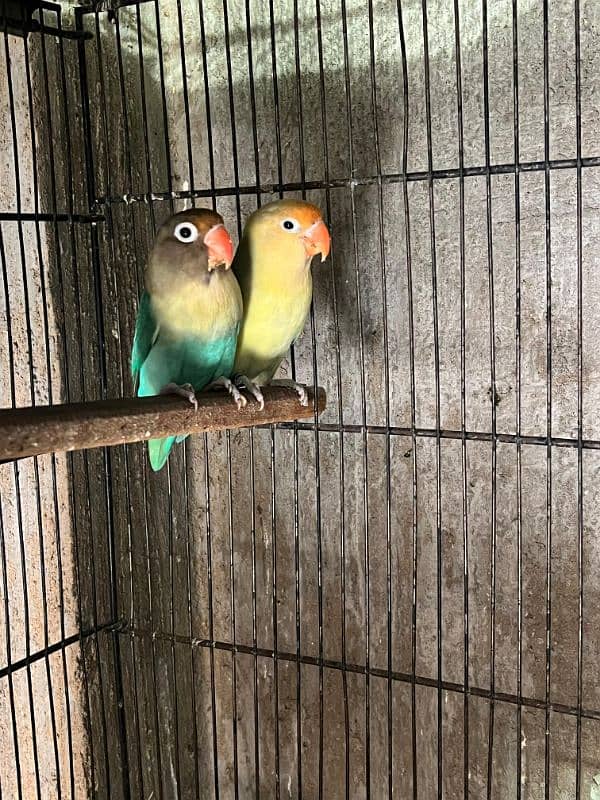 All lover birds Breeder pair 1