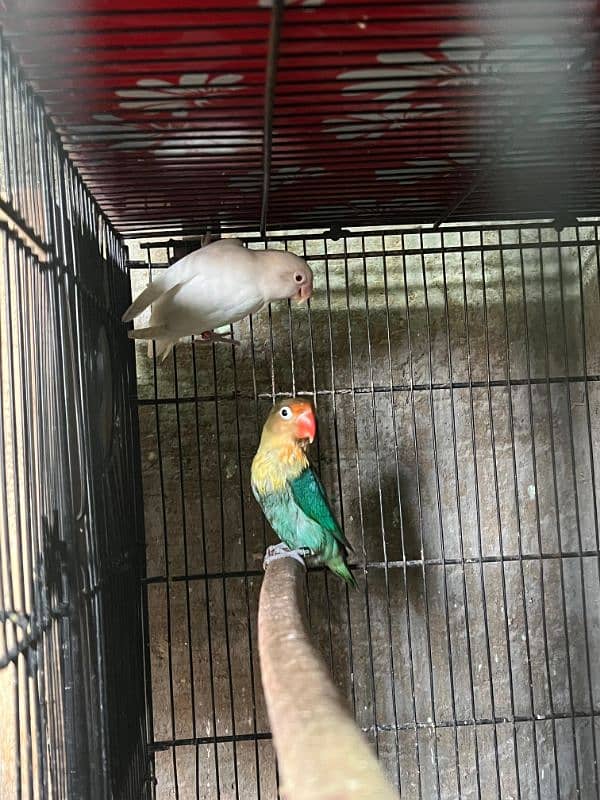 All lover birds Breeder pair 2