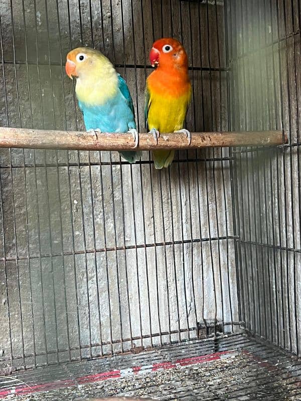 All lover birds Breeder pair 3