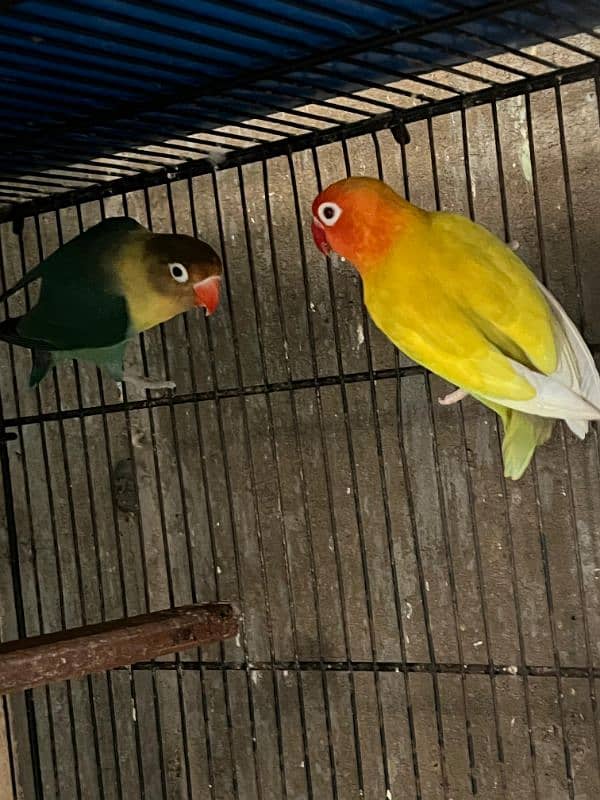 All lover birds Breeder pair 4