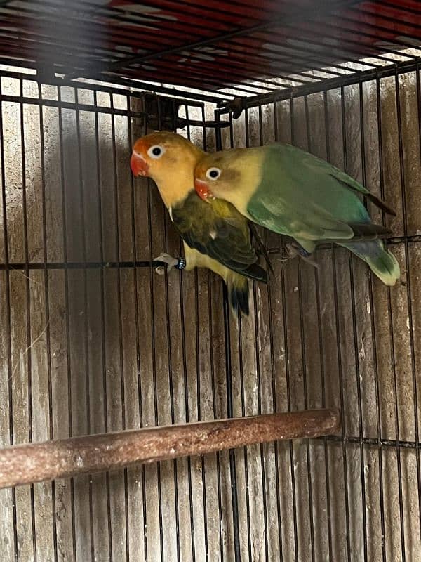 All lover birds Breeder pair 5